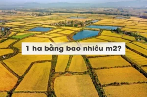 1-ha-bang-bao-nhieu-met-vuong-giai-ma-chuan-xac-moi-quy-doi-_719