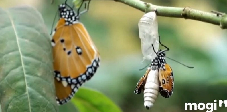 Bươm bướm nâu bay vào nhà làm kén