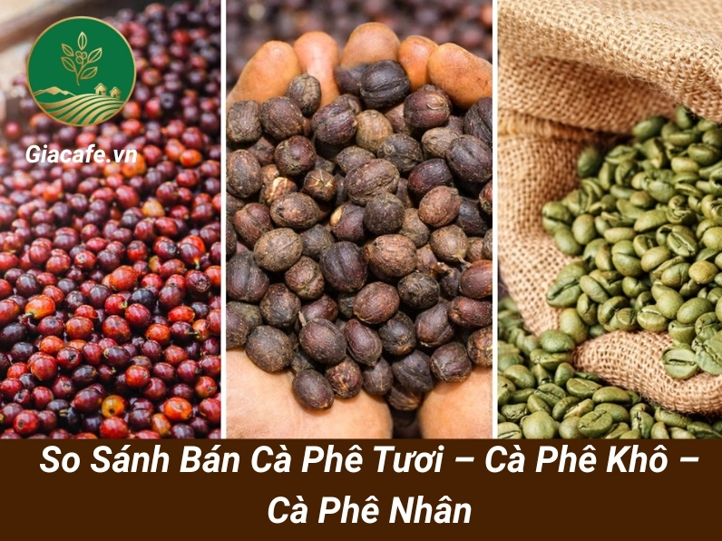 Cà phê nhân sau thu hoạch