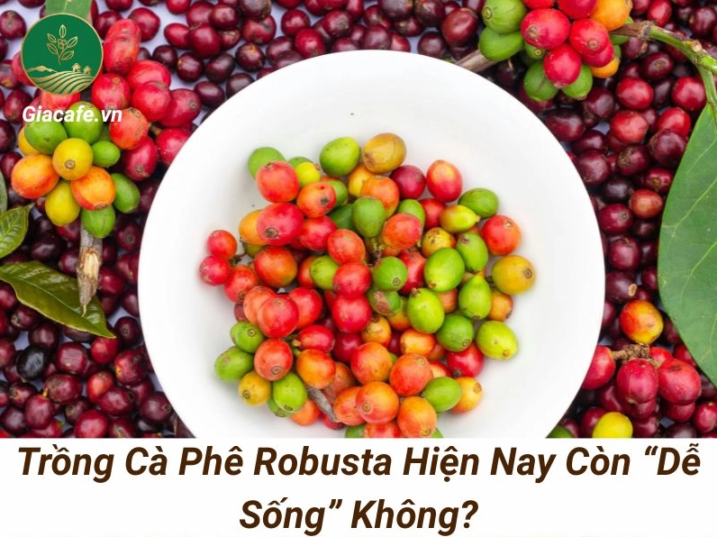 Cà phê Robusta Đắk Nông