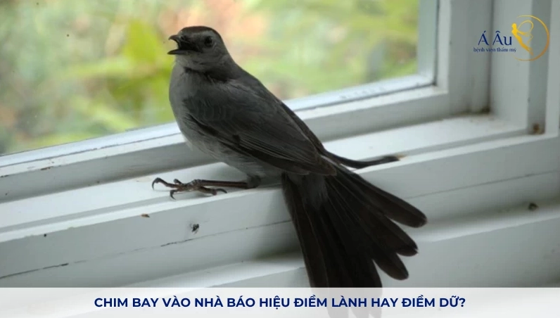 Chim bay vào nhà báo hiệu điềm lành hay điềm dữ?