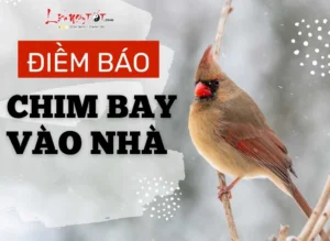 chim-bay-vao-nha-la-diem-gi-giai-ma-lanh-du-y-nghia-tam-linh_405