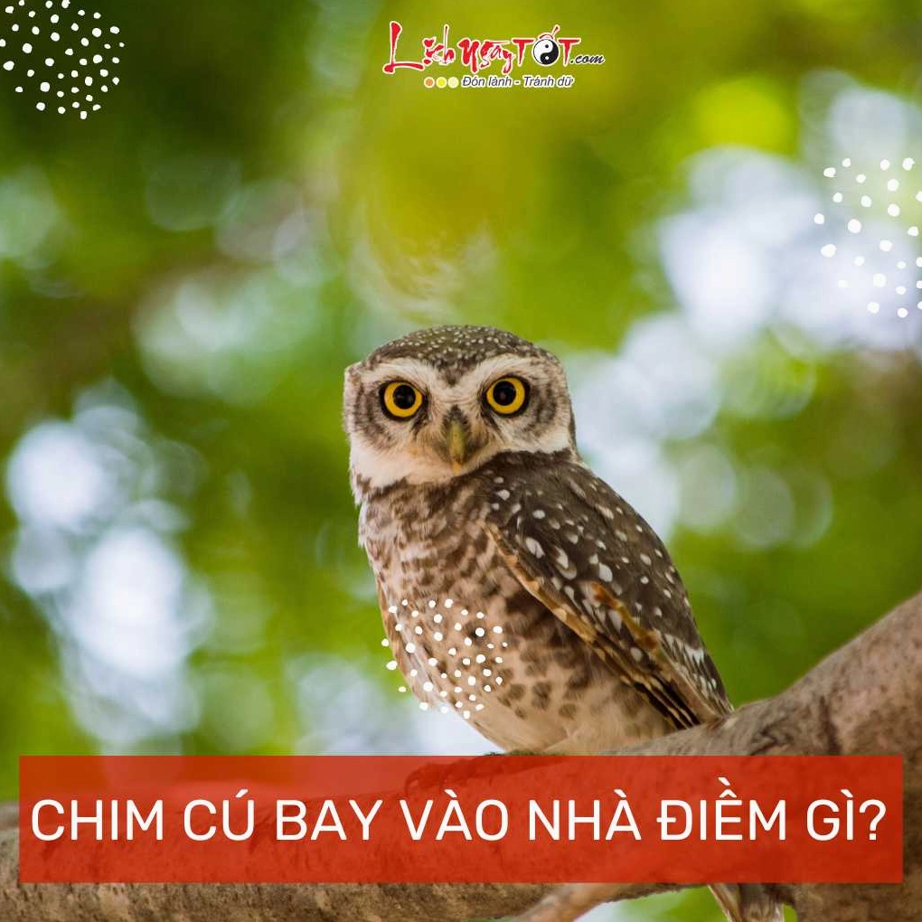 Chim cu bay vao nha la diem gi?