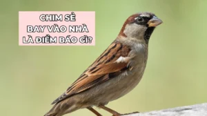 chim-se-bay-vao-nha-giai-ma-diem-bao-tot-xau-cach-ung-xu-chu_962