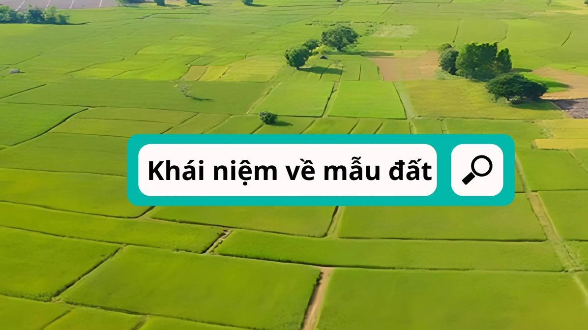 Đơn vị "mẫu" là gì?