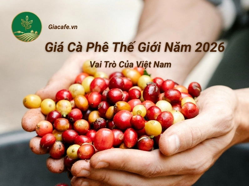 Dự báo giá cà phê năm 2026