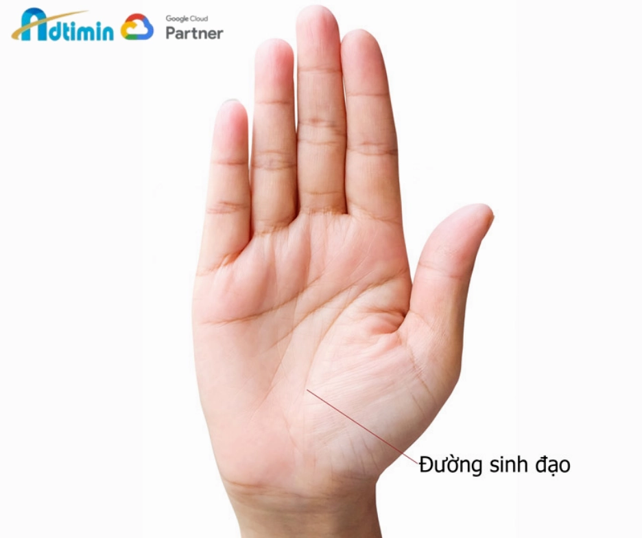 Đường sinh mệnh (Đường sinh đạo)