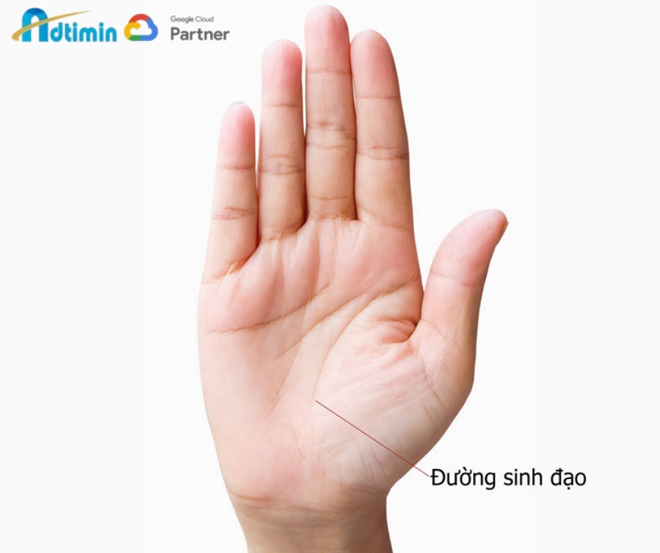 Đường sinh mệnh (Đường sinh đạo)