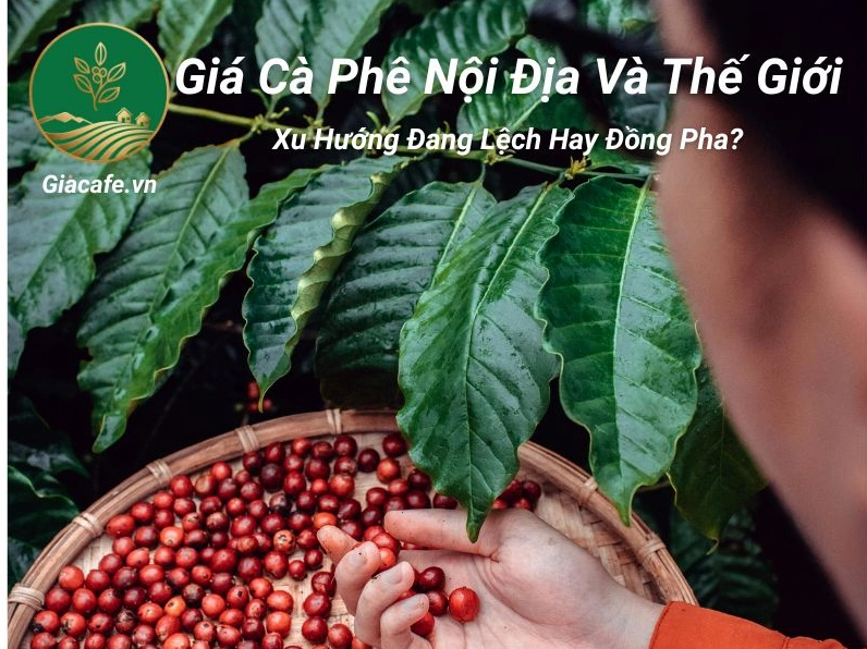 Giá cà phê nội địa hôm nay Đắk Nông