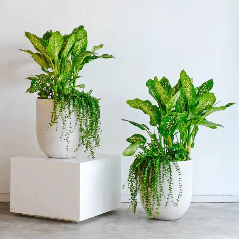 Gia chủ tuổi Thìn nên lựa chọn cây Vạn niên thanh để trồng trước nhà nhằm thu hút tài lộc