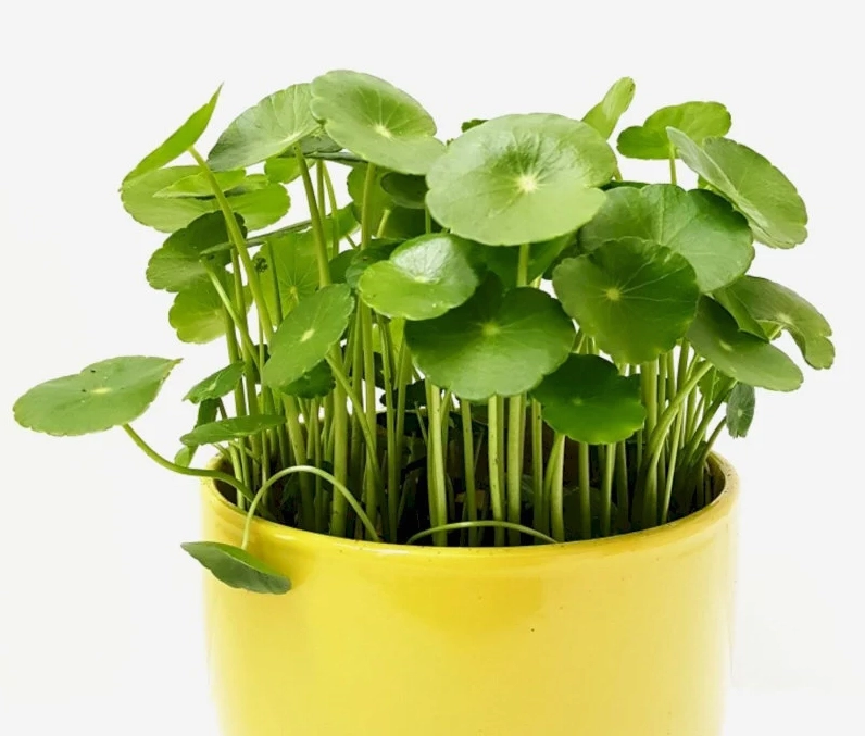Gia chủ tuổi Tỵ nên lựa chọn cây Cỏ đồng tiền để trồng trước nhà giúp thu hút tài lộc