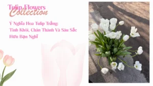 hoa-tulip-trang-co-y-nghia-gi-kham-pha-thong-diep-tinh-yeu-s_143