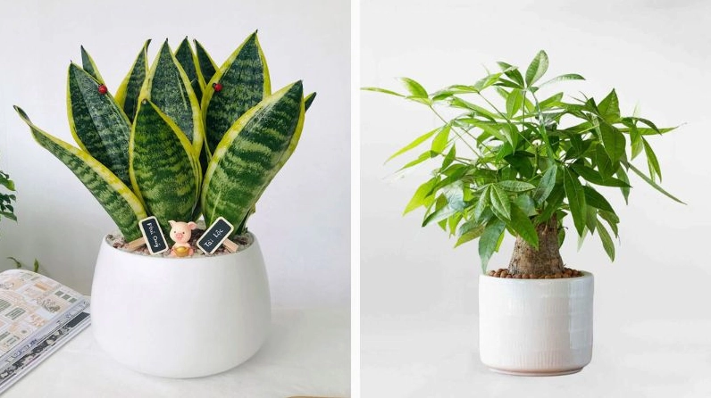 Lưỡi hổ và kim ngân sẽ hợp với tuổi Thìn