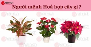 menh-hoa-hop-cay-gi-2026-chon-cay-phong-thuy-thu-hut-tai-loc_352
