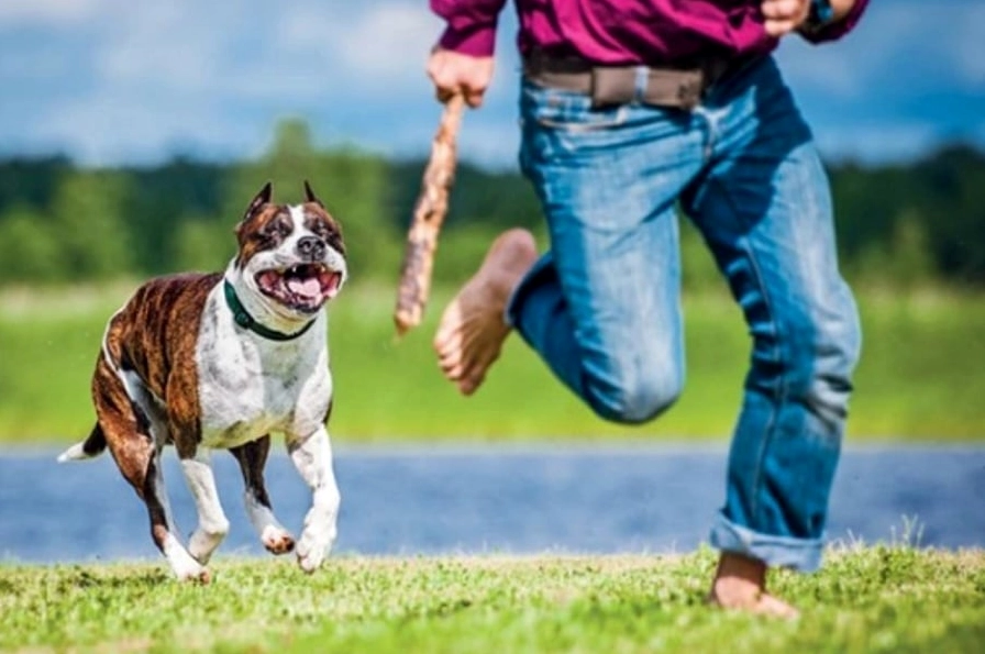 Nằm mơ thấy chó đuổi, chó cắn bạn là một giấc mơ không tốt.