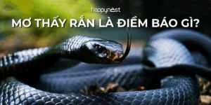 nam-mo-thay-ran-can-giai-ma-diem-bao-an-chua-van-menh-cua-ba_737