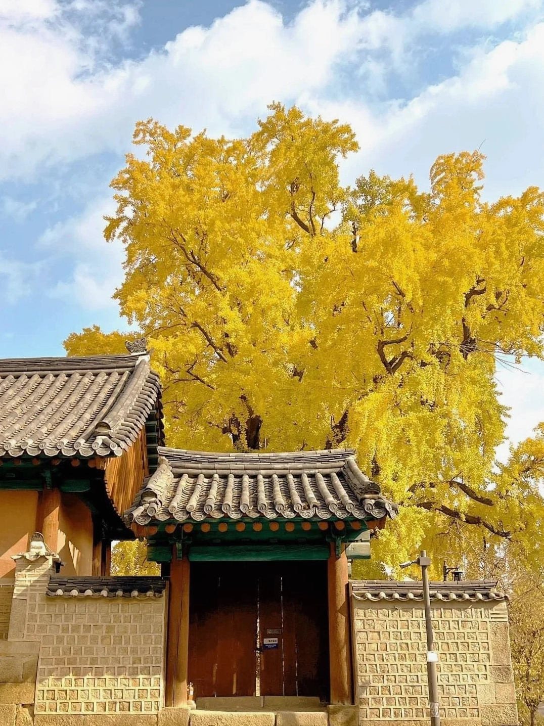 Người xưa dặn: '6 cây không trồng trước cửa, gia đình may mắn, bình an, cát tường, phú quý' - Ảnh 4.