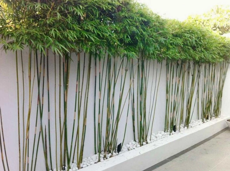 Những cây kiêng kỵ trồng trước nhà để tránh ảnh hưởng đến vượng khí, tài lộc