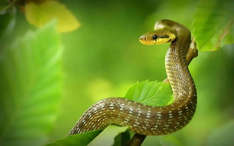 Phân tích về tình duyên, các mối quan hệ
