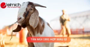sinh-nam-1991-menh-gi-hop-mau-gi-bi-quyet-phong-thuy-tan-mui_494