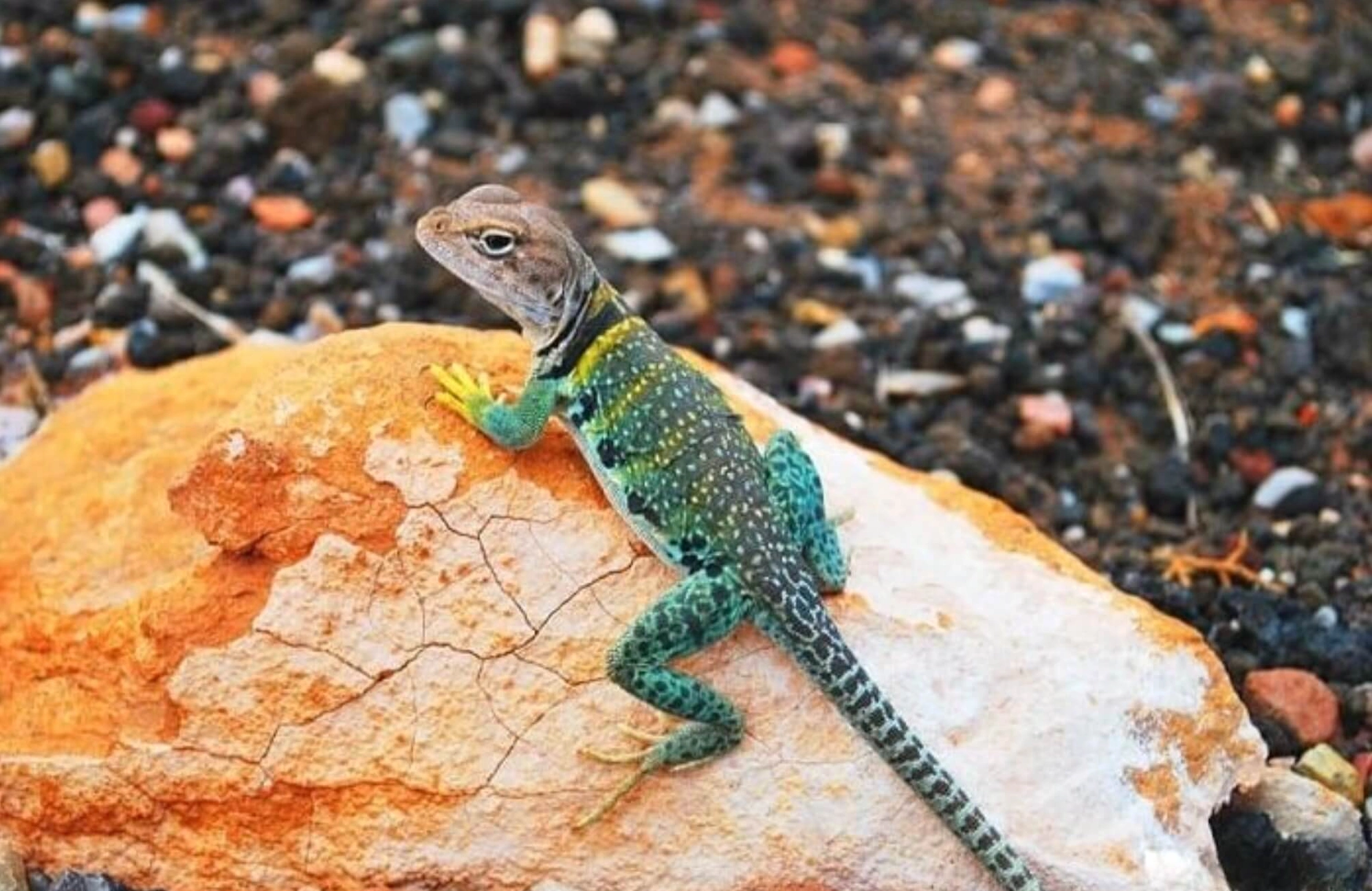 Tắc kè vào nhà kêu