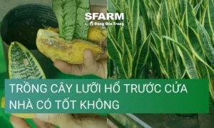 trong-cay-luoi-ho-truoc-nha-co-tot-khong-chuyen-gia-tiet-lo-_353