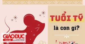 tuoi-ty-nam-nay-bao-nhieu-tuoi-2026-giai-ma-van-menh-tu-a-z_731