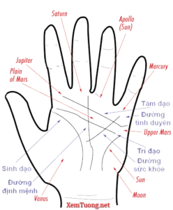 xem-boi-chi-tay-huong-dan-chi-tiet-cach-doc-duong-chi-tay-ch_969